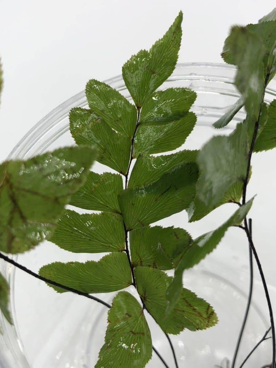 Amazon.co.jp: エビオドリ水草ファーン 3株セット シダ植物 陰性水草